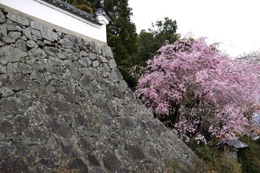 如是禅寺の桜