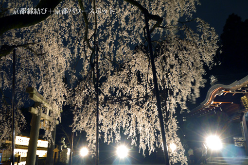 大石神社の枝垂桜