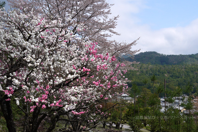 往生院の桜