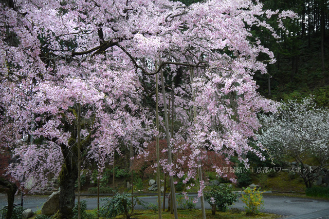 往生院の桜