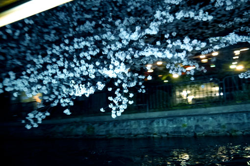 岡崎疏水の十石舟夜桜