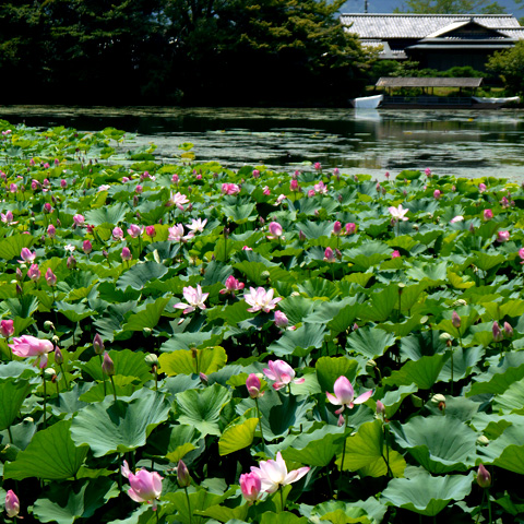 大覚寺大沢池