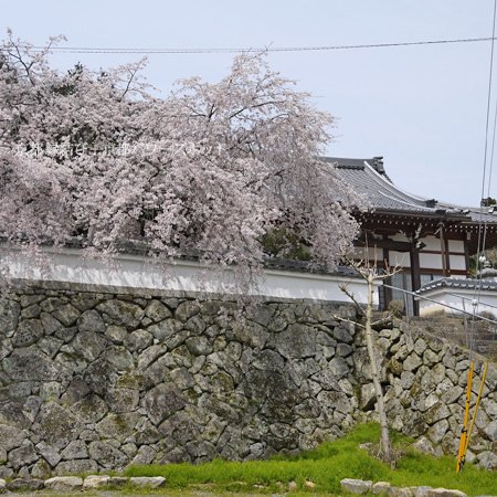 嶺松寺の桜