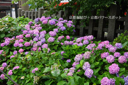 六孫王神社の紫陽花