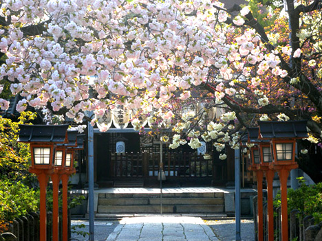 六孫王神社の八重桜