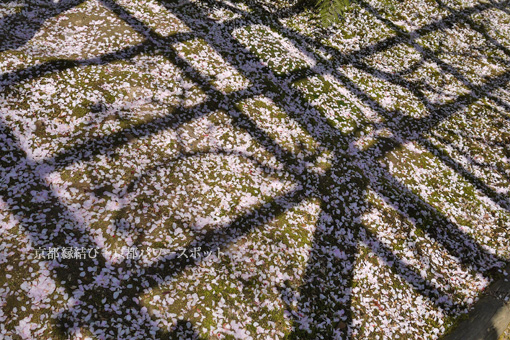 龍安寺の桜