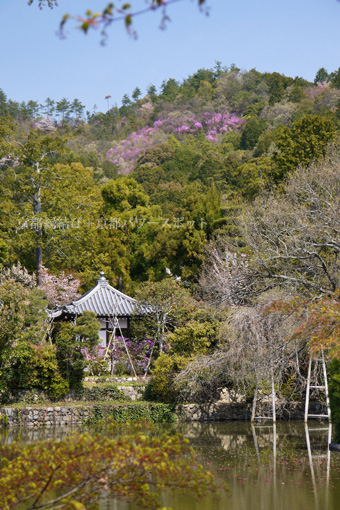 龍安寺の桜
