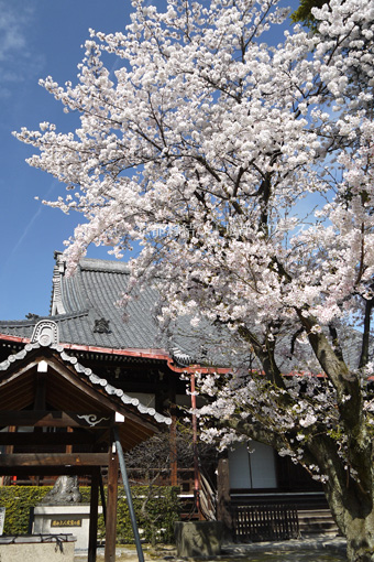 山科 西宗寺の桜