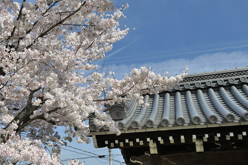 山科 西宗寺の桜
