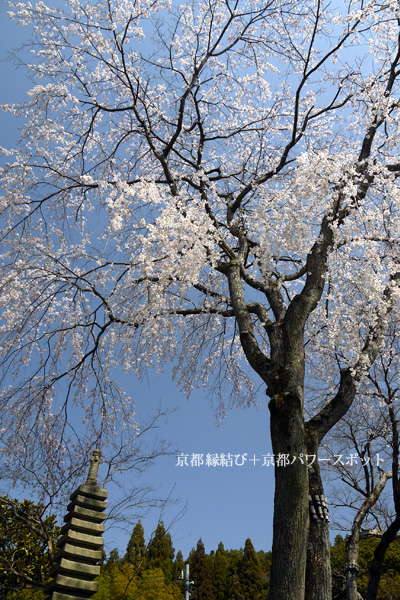 三宝寺の枝垂桜