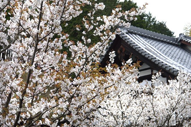 三宝寺の桜