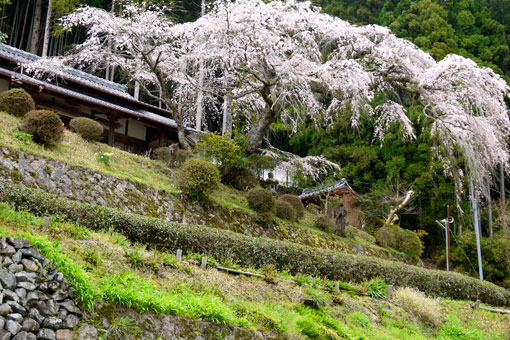 西願寺の桜