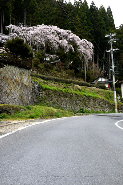 西願寺の桜