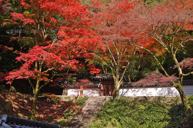 清閑寺の紅葉