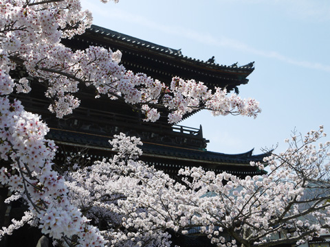 清涼寺の桜