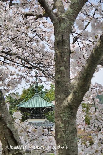 清涼寺の桜