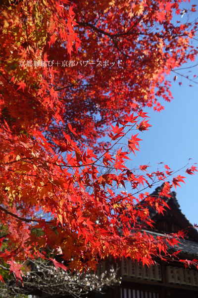 赤山禅院の紅葉