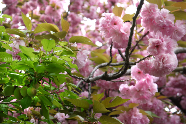 石峰寺の八重桜