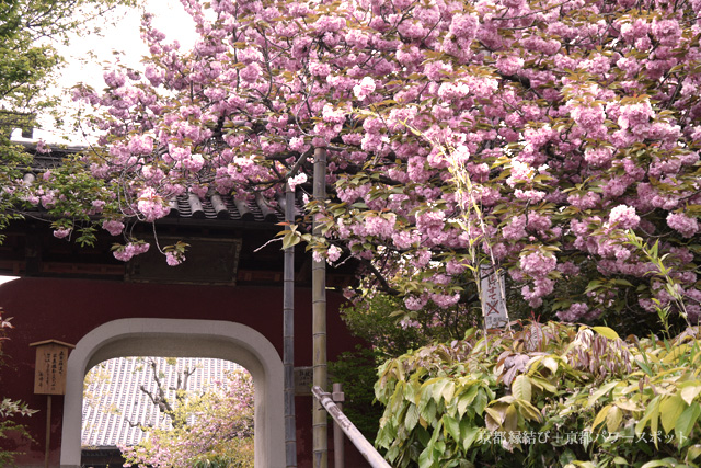 石峰寺の八重桜