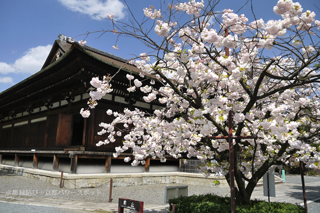 千本釈迦堂の八重桜