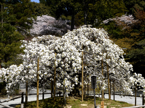 大原野神社の千眼桜