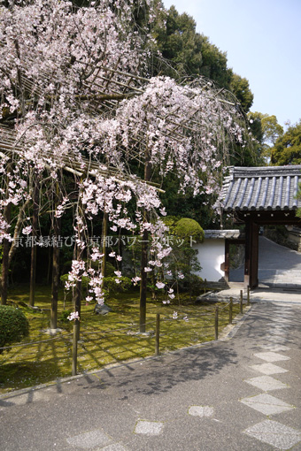 新善光寺の桜