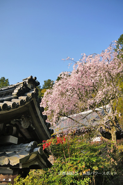秀典寺の枝垂桜