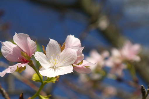 琵琶湖疏水 秋の桜
