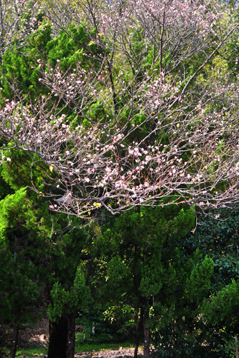 琵琶湖疏水 秋の桜