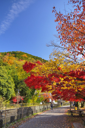 琵琶湖疏水の紅葉（山科）