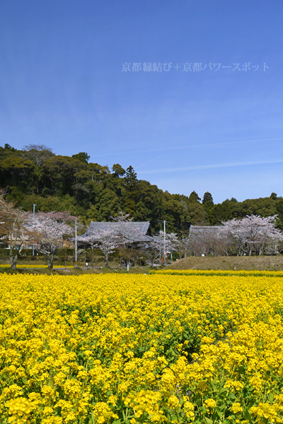 京田辺 観音寺の桜と菜の花