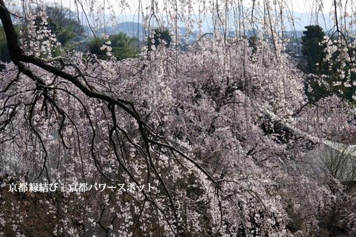 天龍寺の枝垂桜