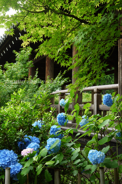 東福寺の紫陽花