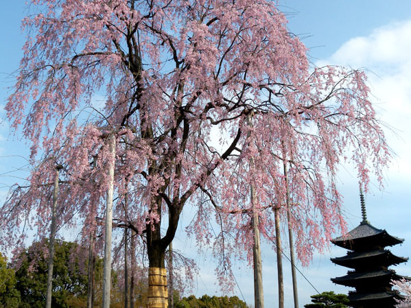 東寺の八重紅枝垂桜