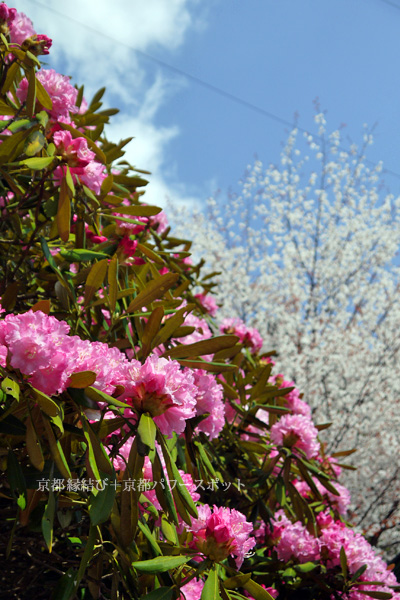 月輪寺の桜と石楠花