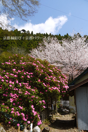月輪寺の桜と石楠花
