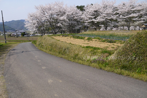 上宮神社の桜