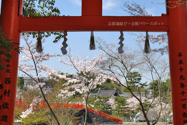 宇治神社の桜