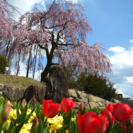 宇治市植物公園の枝垂桜