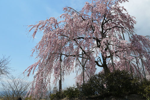 宇治市植物公園の枝垂桜
