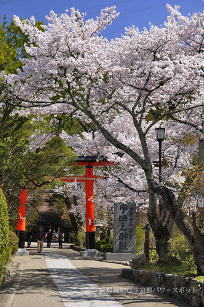 宇治上神社の桜