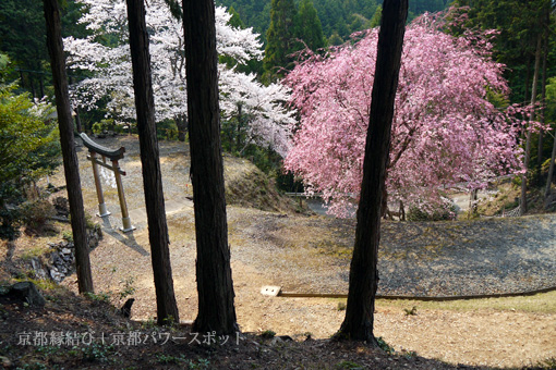 下山八坂神社の桜