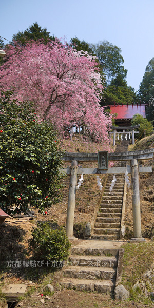 下山八坂神社の桜