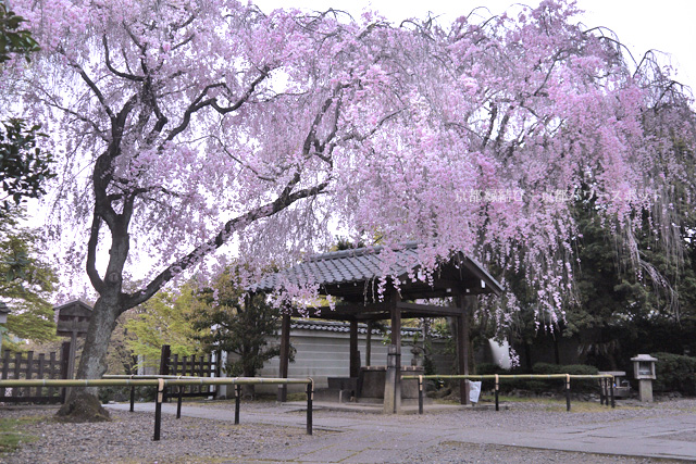養源院の枝垂桜
