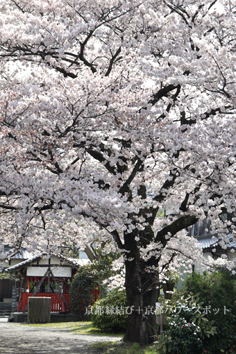 善願寺の桜