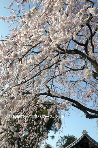 瑞光寺の枝垂桜